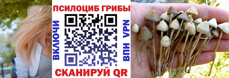 Купить где  Данилов  Галлюциногенные грибы Cubensis 
